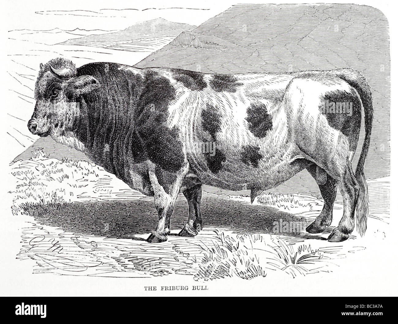 the friburg bull Stock Photo