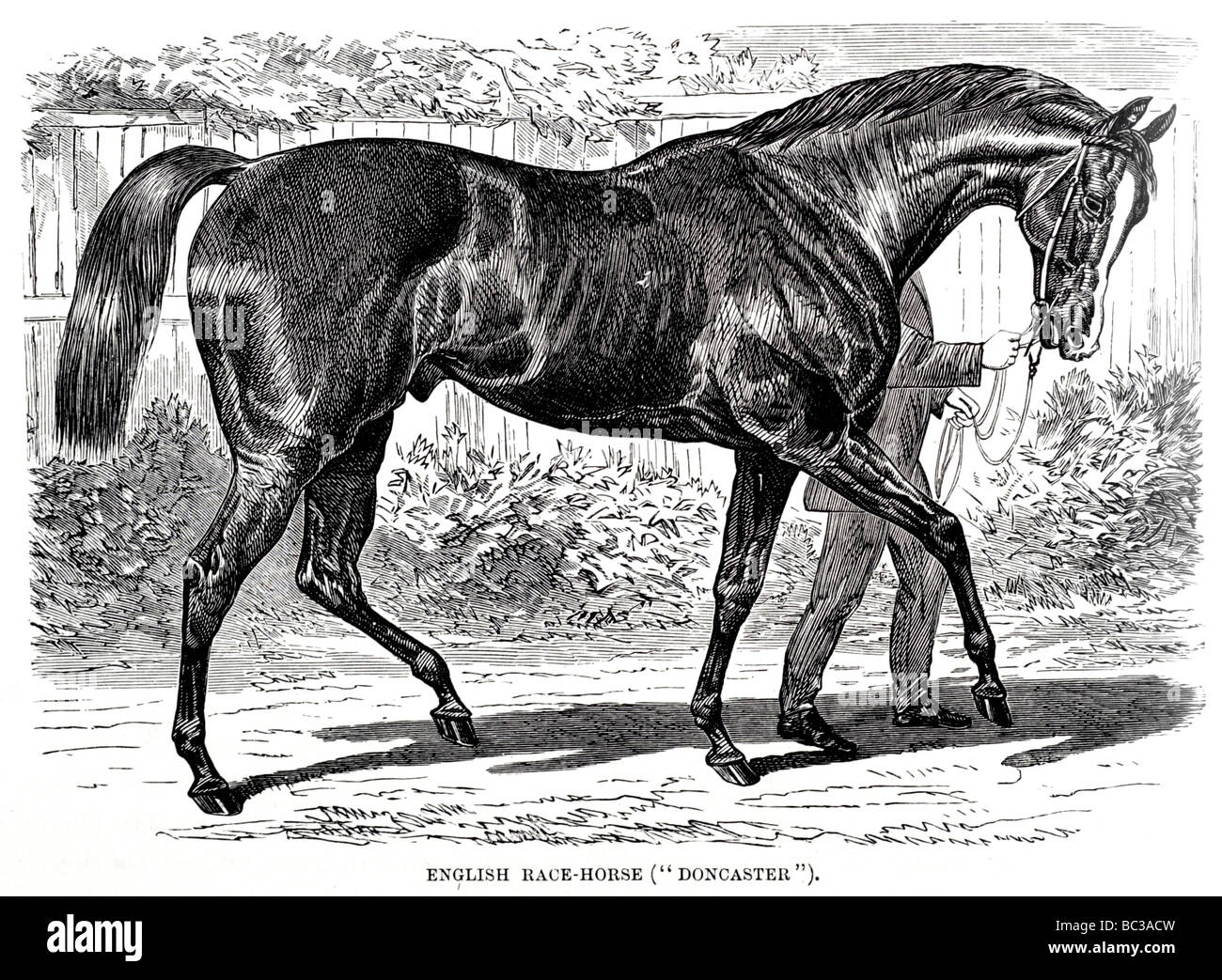 Old english black horse hi-res stock photography and images - Alamy
