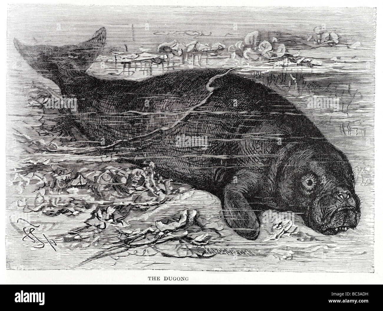 the dugong Stock Photo