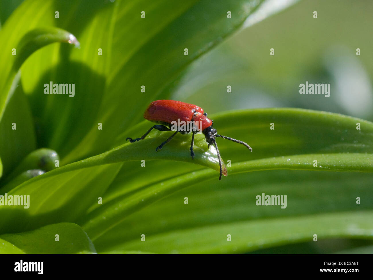 Lily beetle on lily leaf Stock Photo Alamy