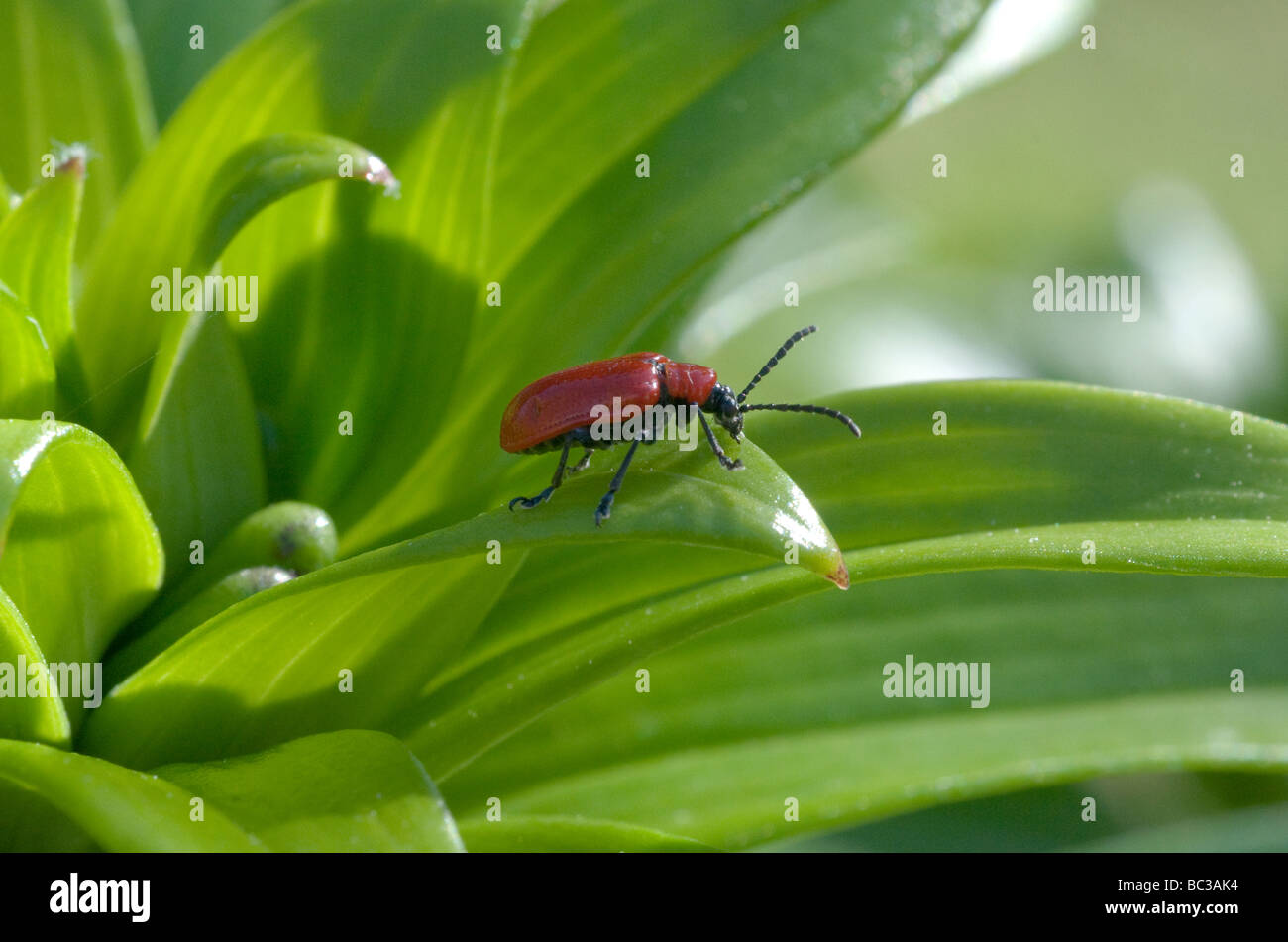 Lily beetle on lily leaf Stock Photo Alamy