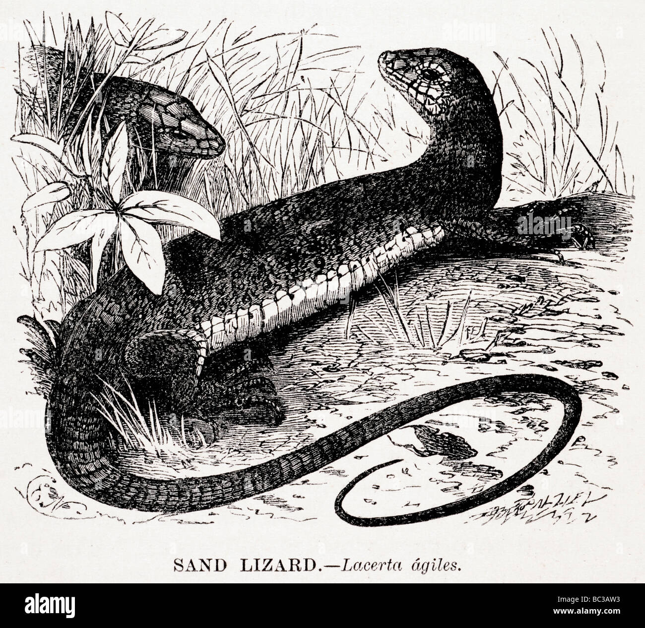 sand lizard lacerta agiles Stock Photo - Alamy