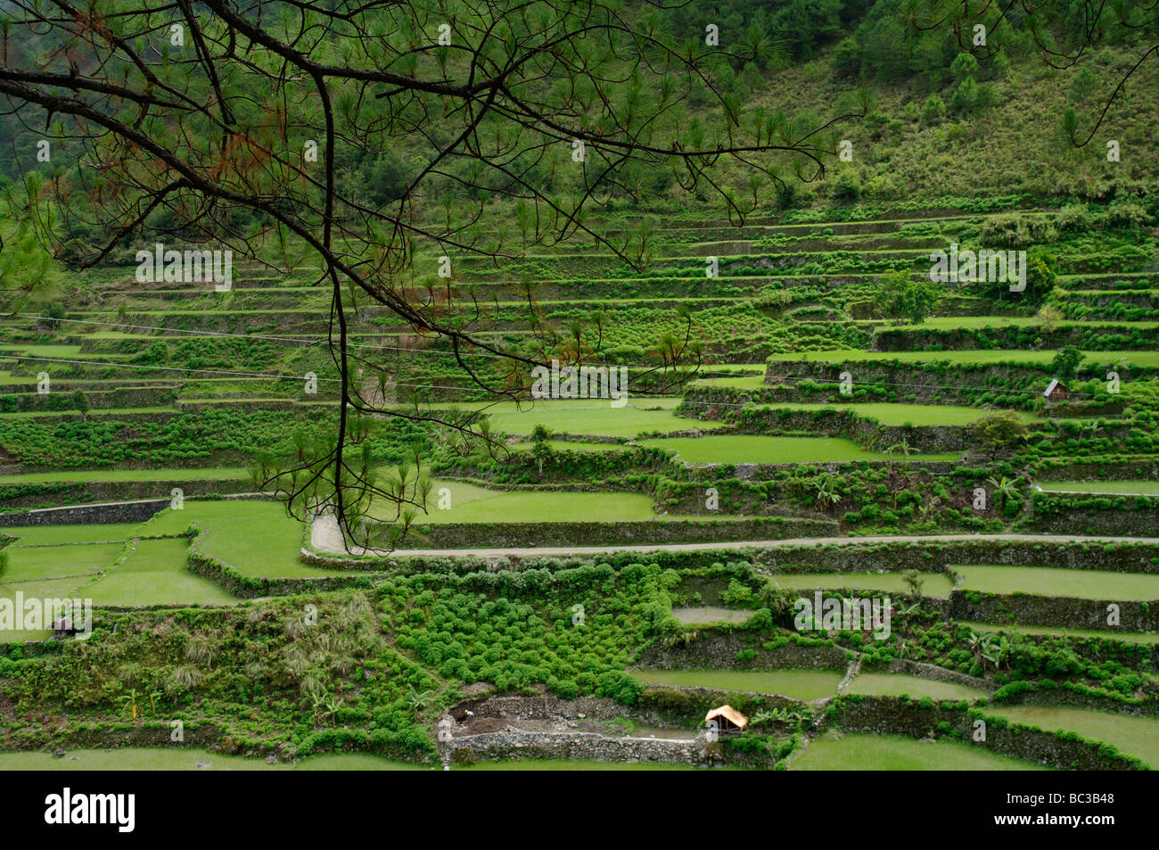 Rice Terraces near Bontoc, Mountain Province, North Luzon, Philippines ...