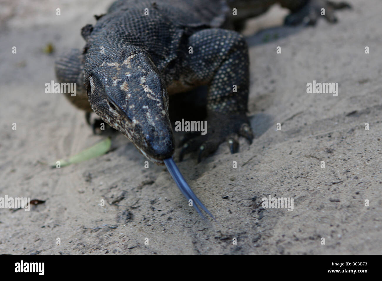 Monitor lizard philippines hires stock photography and images Alamy