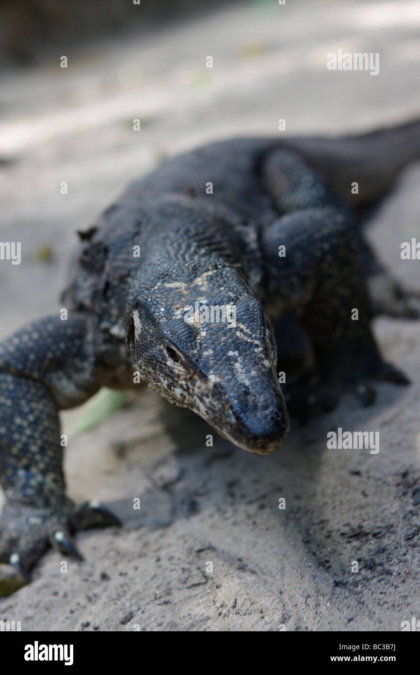 philippines monitor lizard Stock Photo