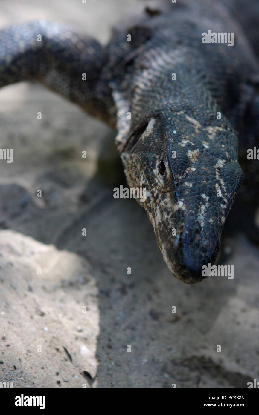 Monitor lizard philippines hires stock photography and images Alamy