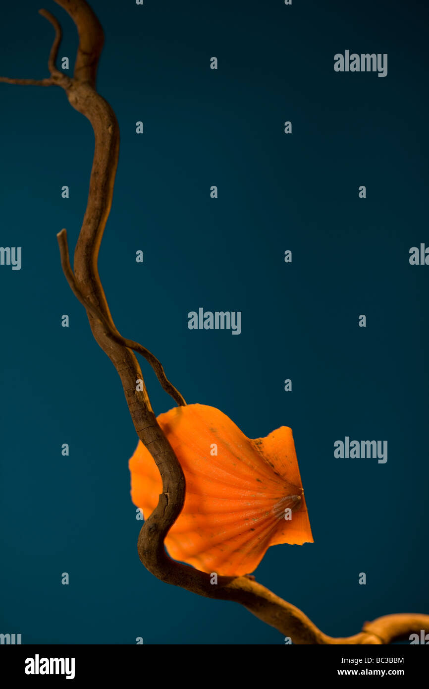 Orange shell hi-res stock photography and images - Alamy