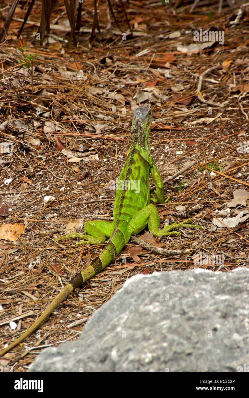 Florida non native species hires stock photography and images Alamy