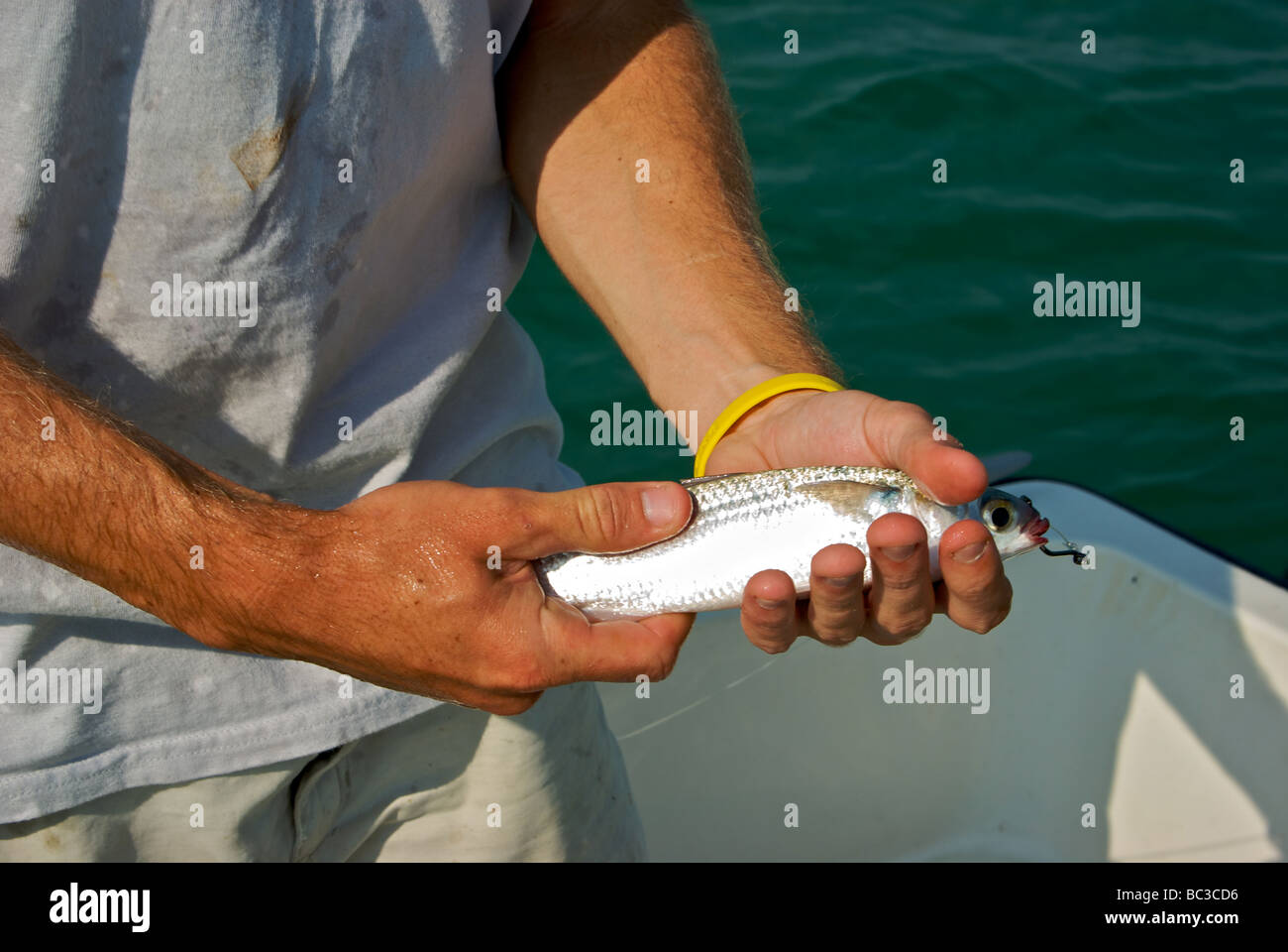 Guide with a live white mullet fish hooked through lips as bait for tarpon fishing in tidal channel Islamorada Stock Photo