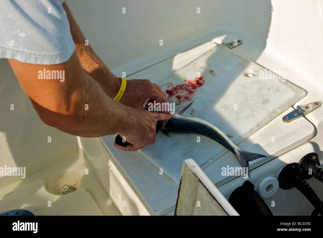 Fishing guide cutting dead mullet into chunks for use as chum to attract sharks tarpon barracuda Stock Photo