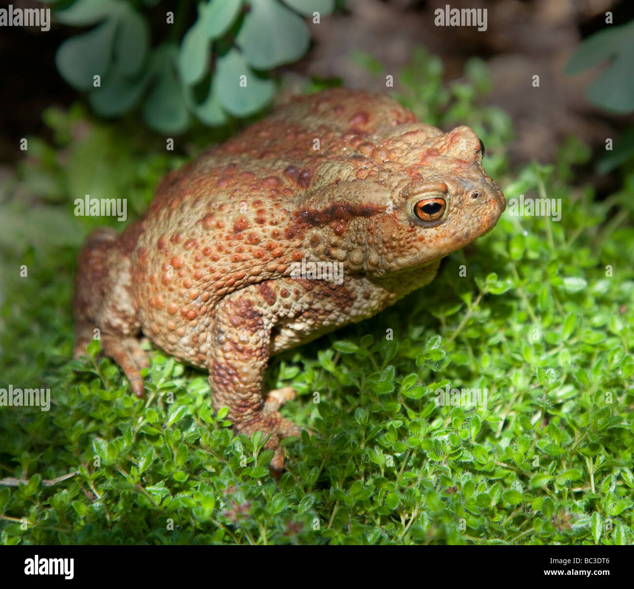 Common toad, Bufo bufo. Stock Photo