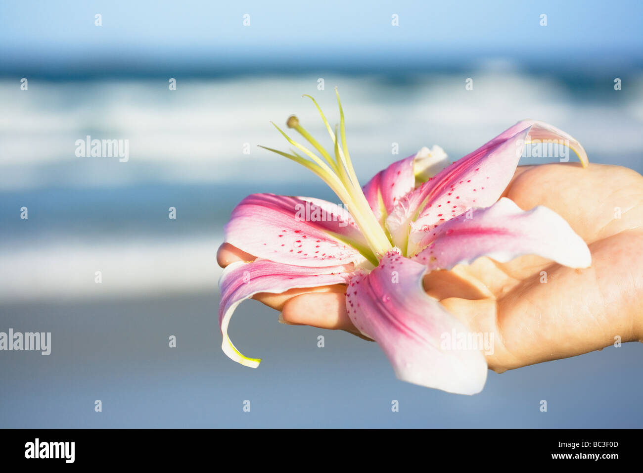 Lily flower in human hand on blue sea background Stock Photo