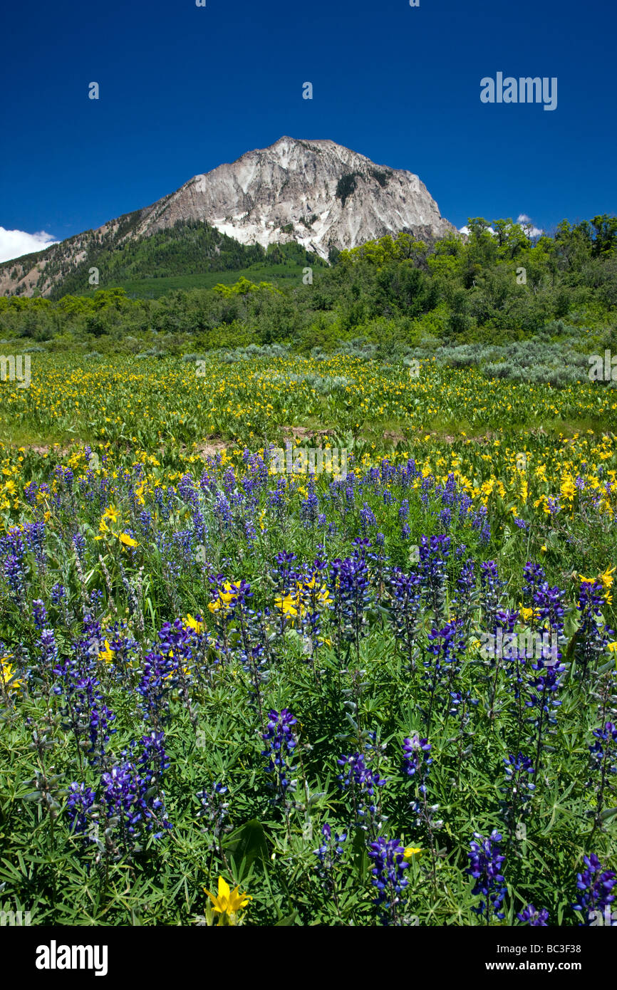 Mule Ears Sunflower family and purple Lupin Lupus near Kebler Pass Colorado USA Ruby Peak 12 644 is in the distance Stock Photo
