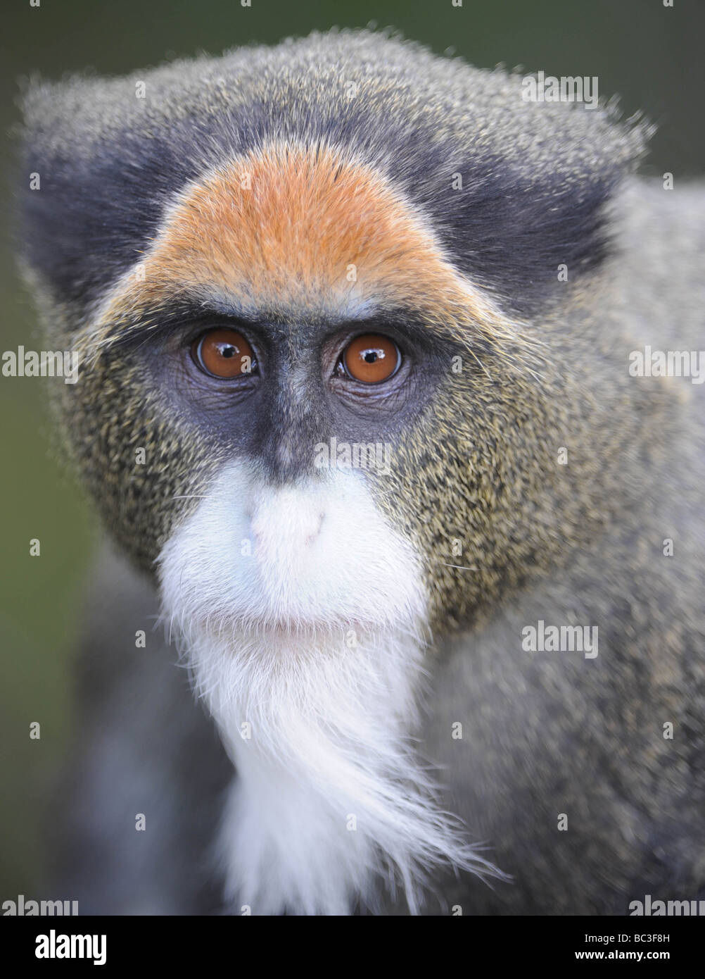Debrazzas Guenon monkey full frame, uganda, africa Stock Photo