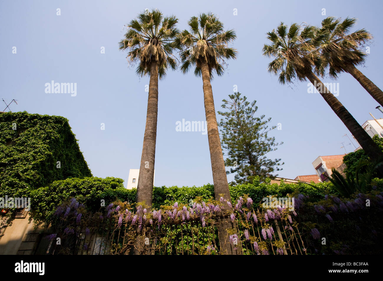 Tall palm trees in the middle of an urban garden. Stock Photo