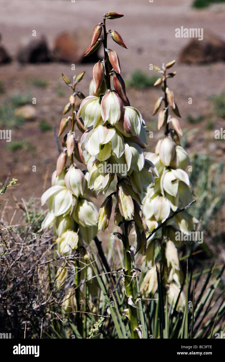 Yucca baccata Broad Leaf Yucca Agavaceae Agave Family in bloom on Tenderfoot Mountain Salida Colorado USA Stock Photo