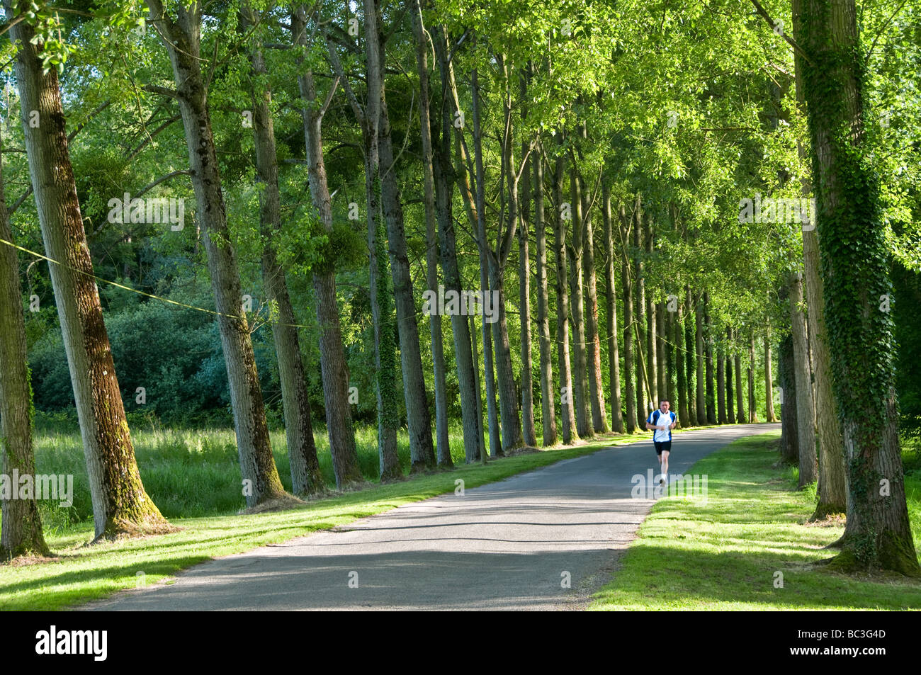 Quiet tree lined rural sunny country road with single male jogger running toward camera Stock Photo