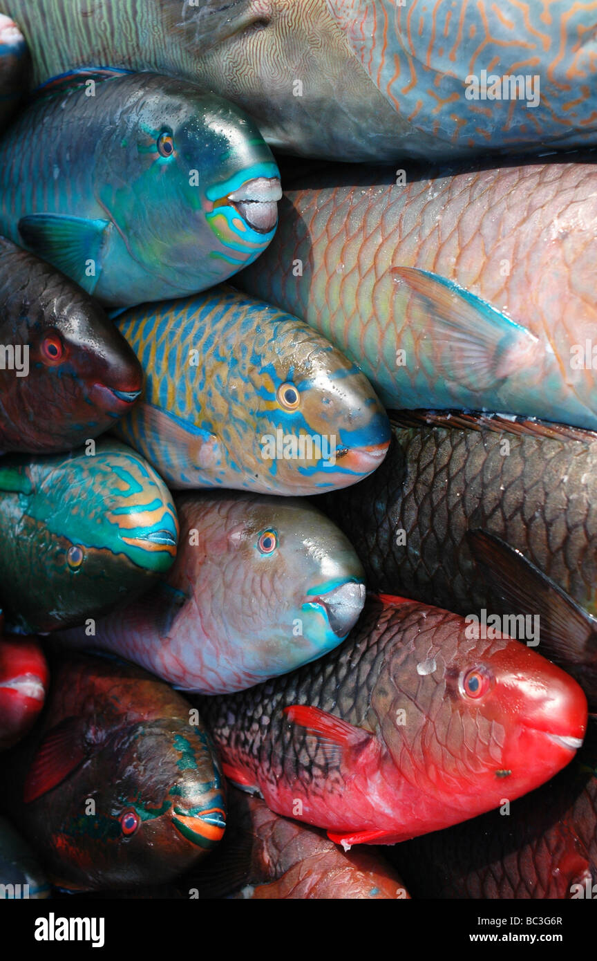 Rainbow parrotfish hi-res stock photography and images - Alamy