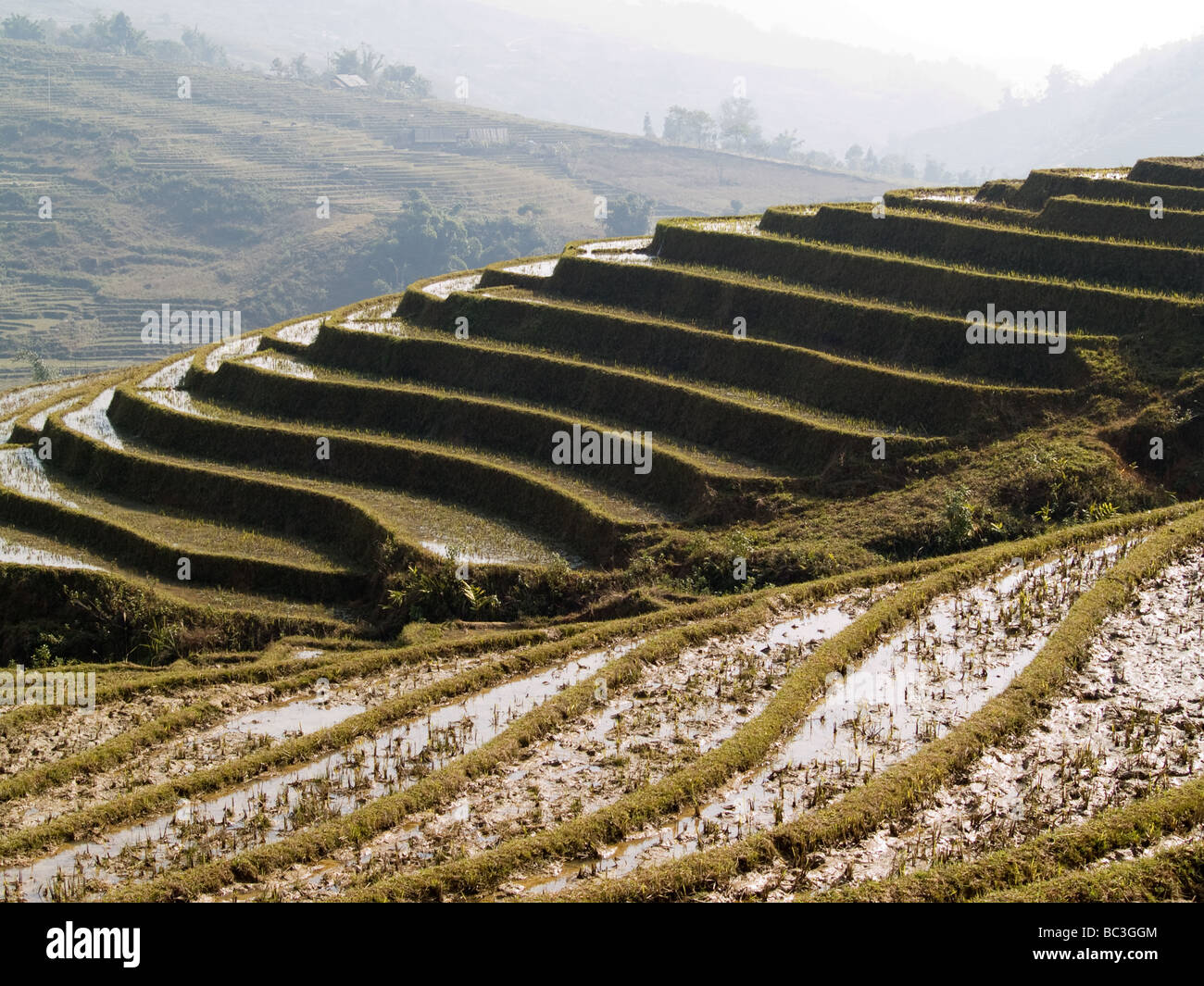 Sa Pa Rice Sapa rice fields Vietnam Stock Photo - Alamy
