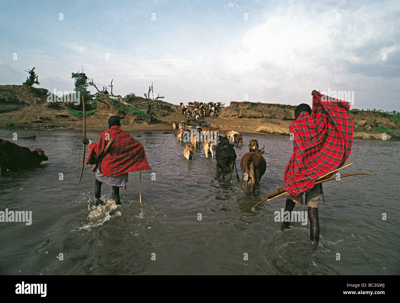 Maasai warriors armed with bows and arrows escorting their cattle across the Mara river Kenya East Africa Stock Photo