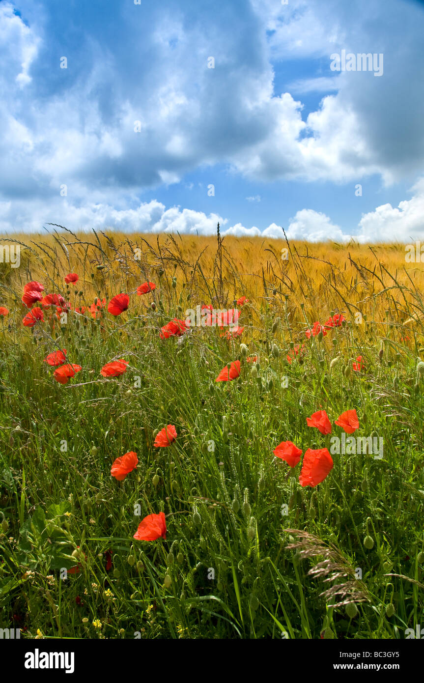 SOMME VALLEY Field of poppies and barley Somme Valley  Nord-Picardy  France Stock Photo