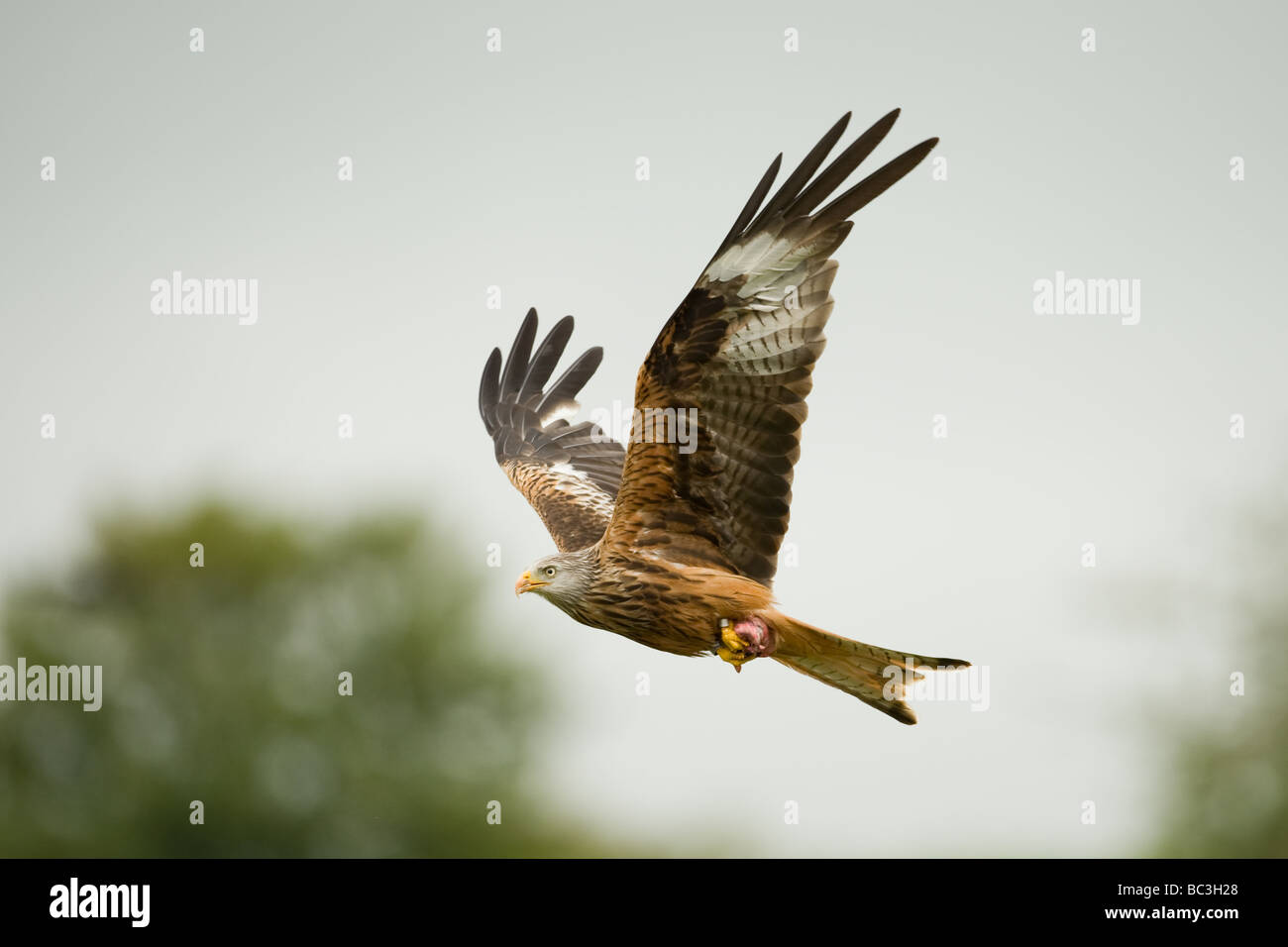 Red Kite Milvus Milvus flying over Welsh farmland Stock Photo