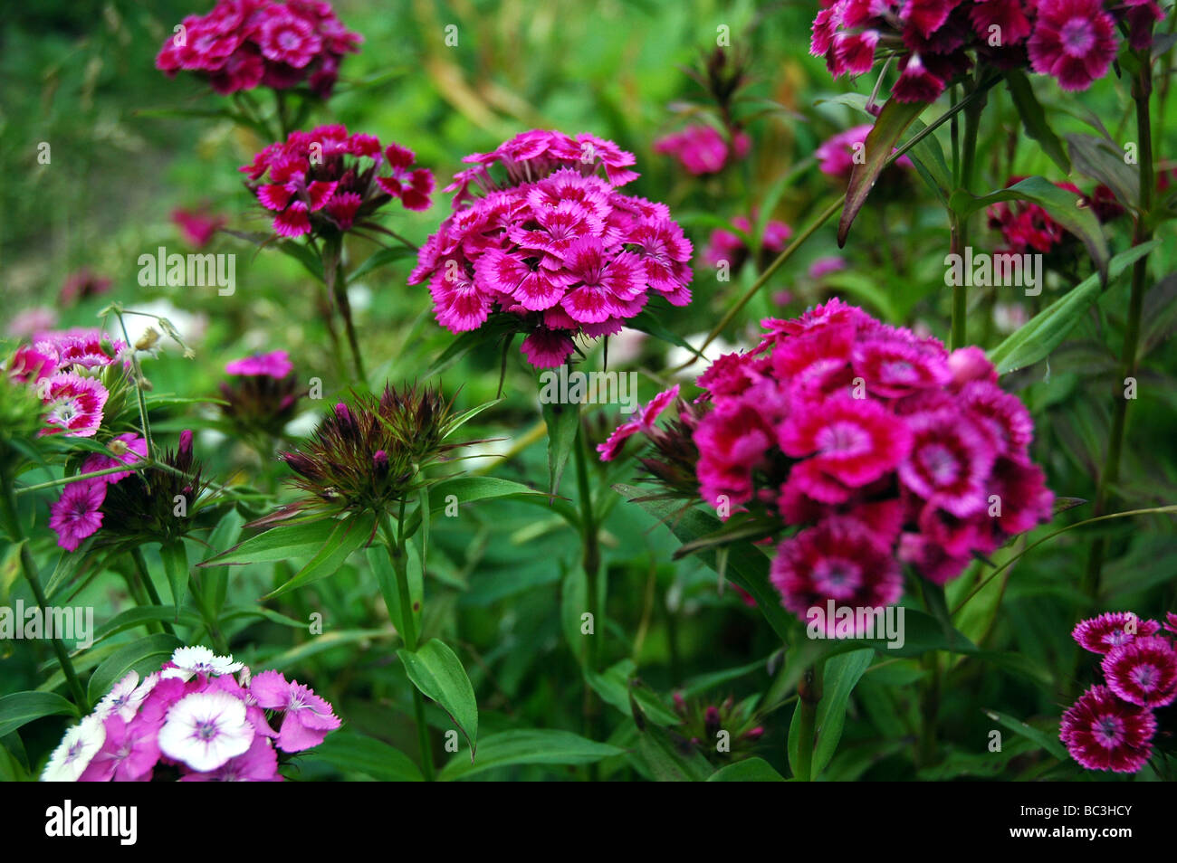Pink carnation Stock Photo
