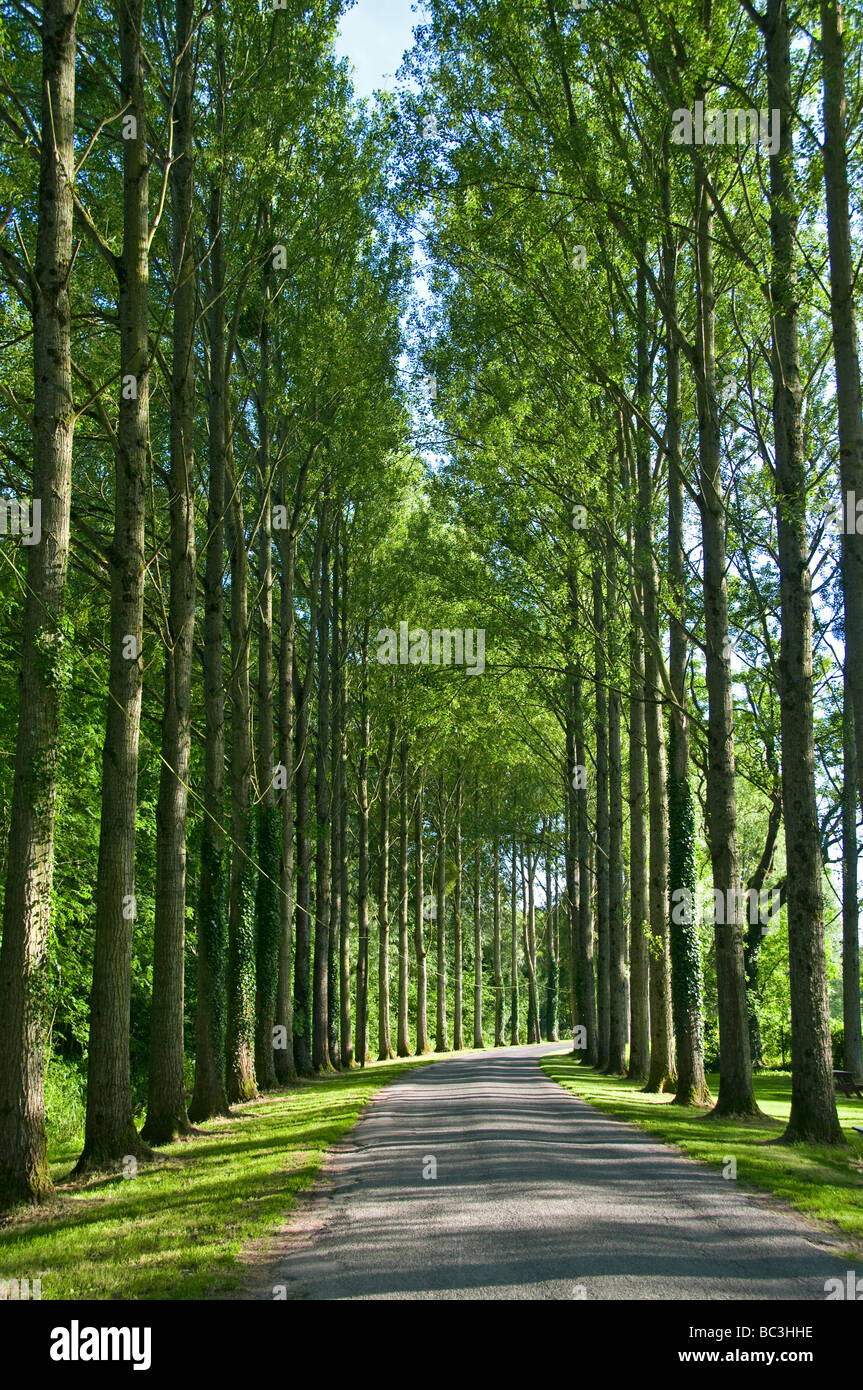 Typical french tree lined rural road in sunny Picardy Northern France