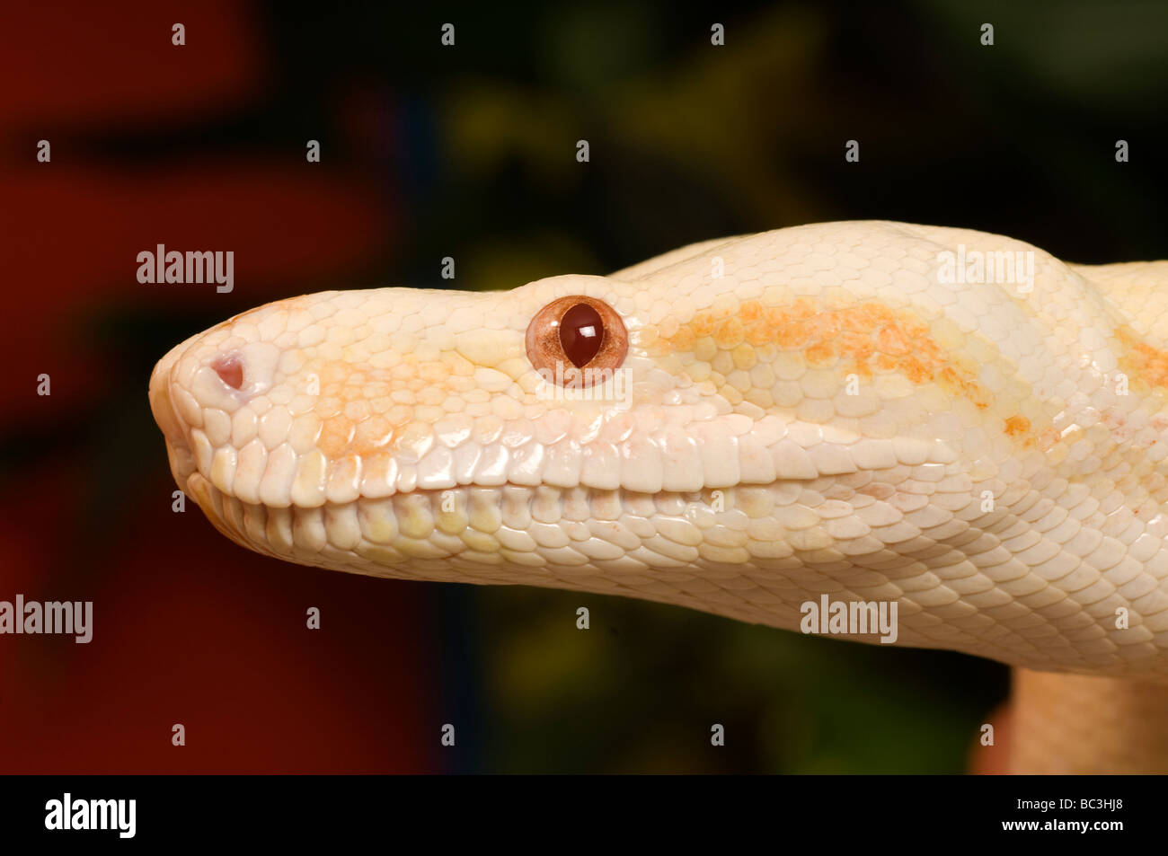 Close up of the head of a beautiful Albino Red Tail Boa Stock Photo Alamy