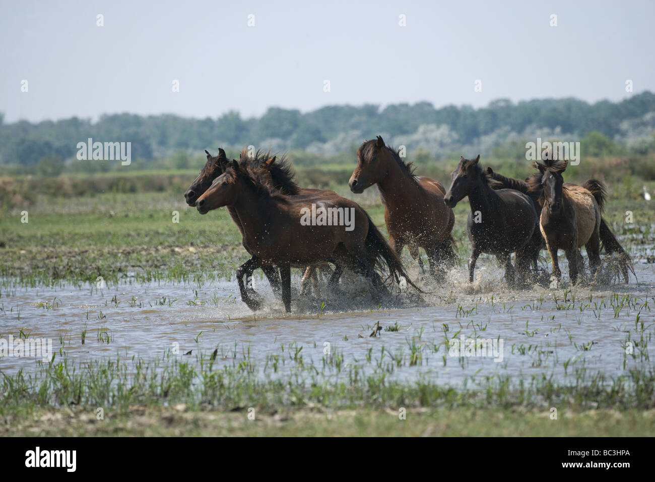 Danube Delta Horse Wild Feral Romania Free Nature Stock Photo Alamy