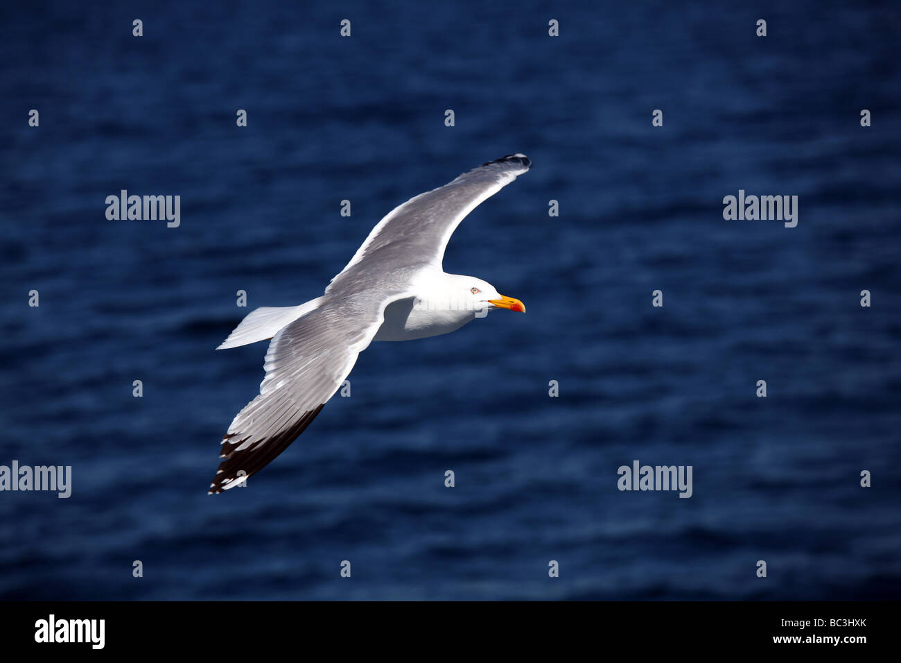 Seagull flying over the blue sea Stock Photo