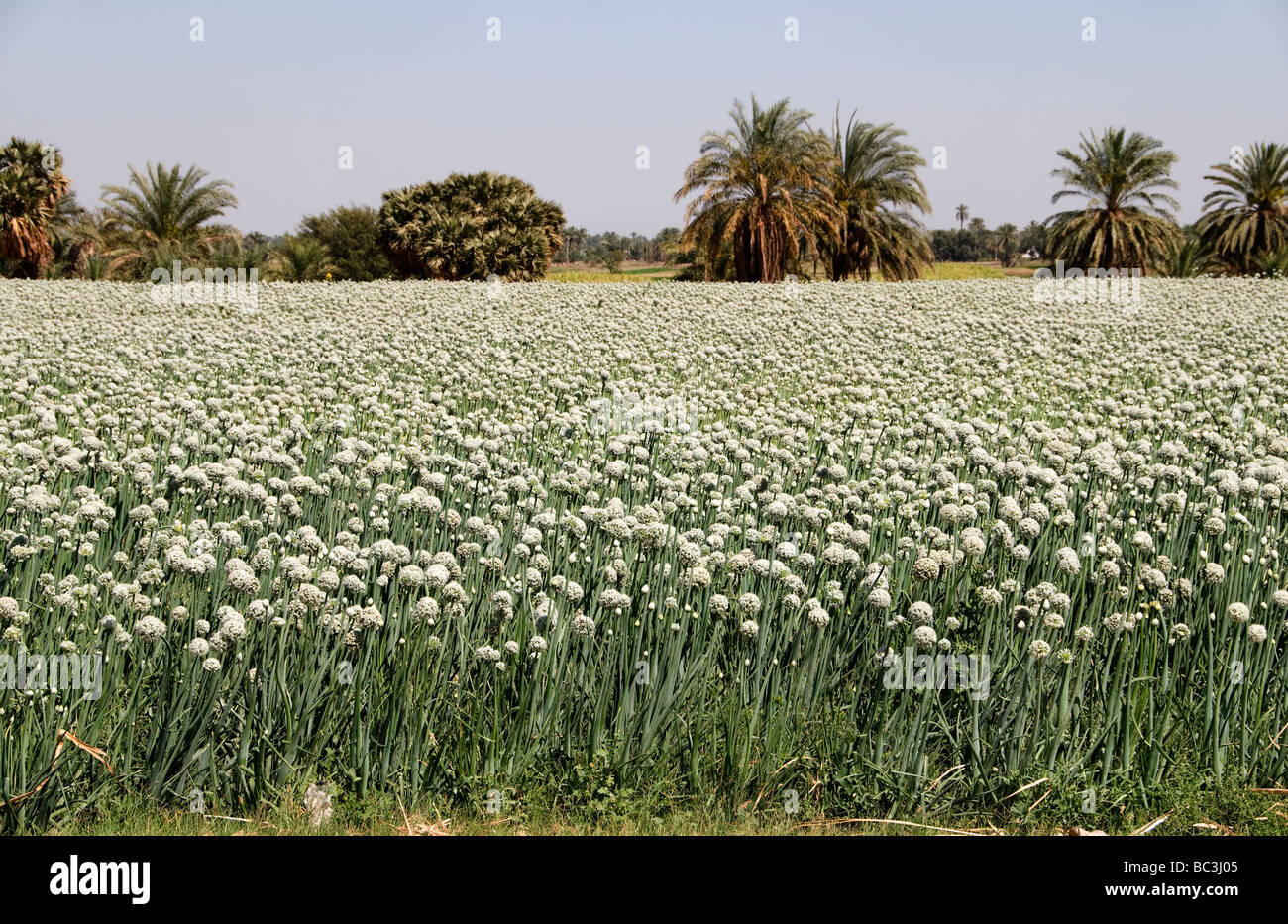 Nile River Egypt Farm Farmer agriculture field flowers Stock Photo
