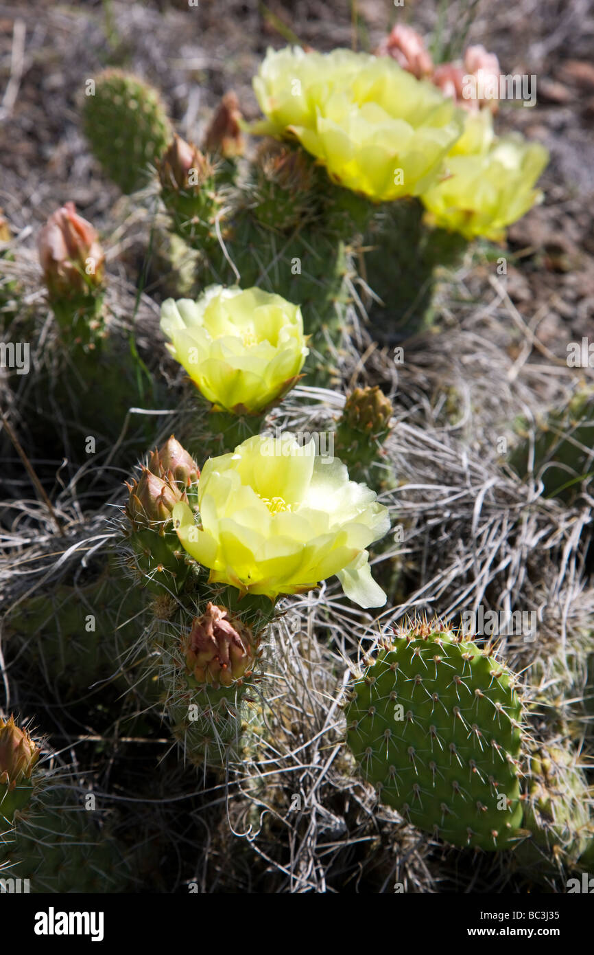 Prickly Pear Cactus Family Cactaceae with yellow blossoms growing on Tenderfoot Mountain Salida Colorado USA Stock Photo
