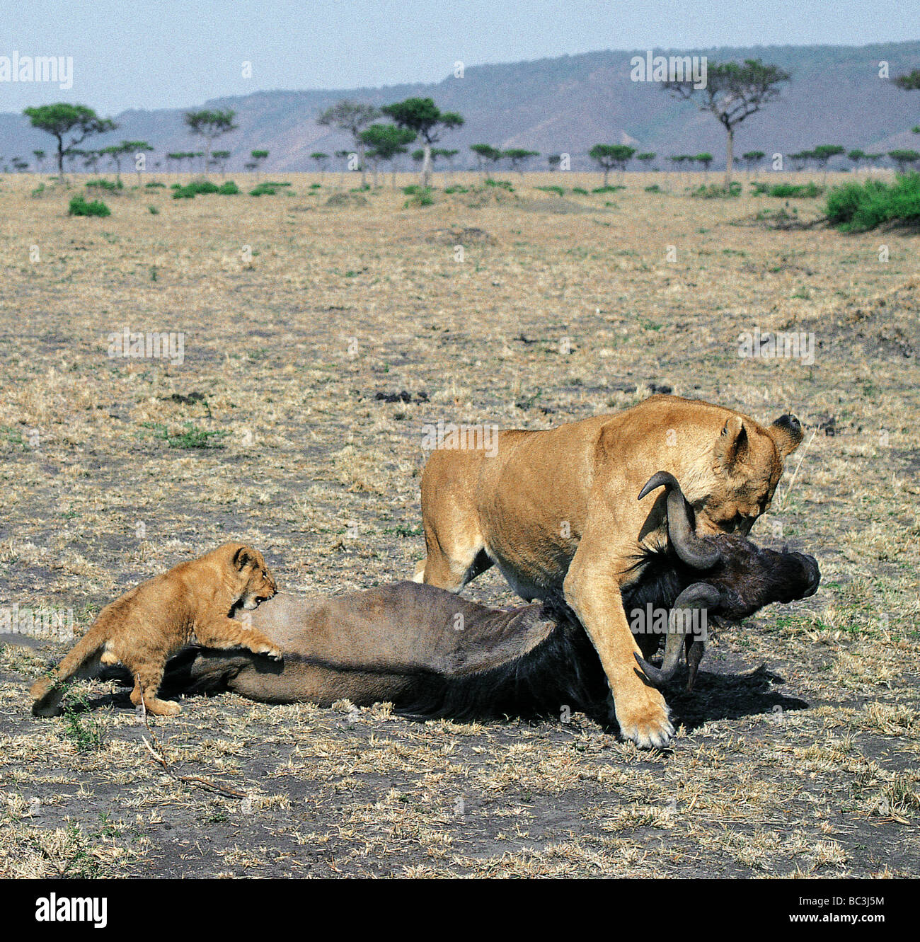 Lioness dragging freshly killed wildebeest with cub following Masai Mara National Reserve Kenya East Africa Stock Photo
