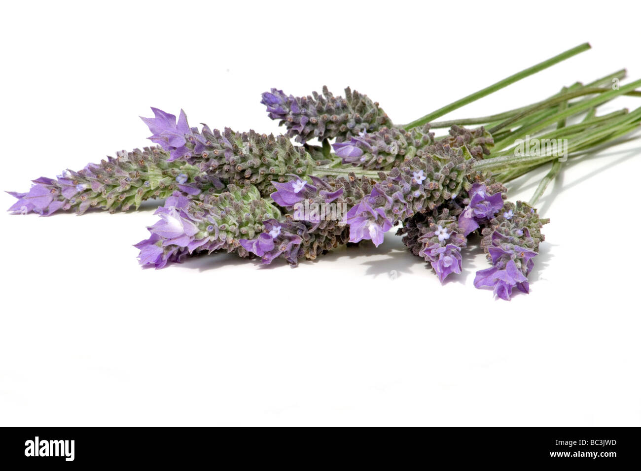 Lavender sprigs on white background Stock Photo - Alamy