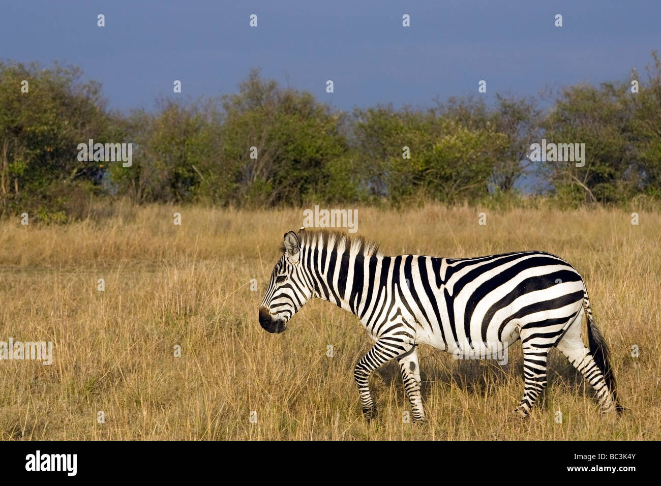 Common Zebra - Masai Mara National Reserve, Kenya Stock Photo - Alamy