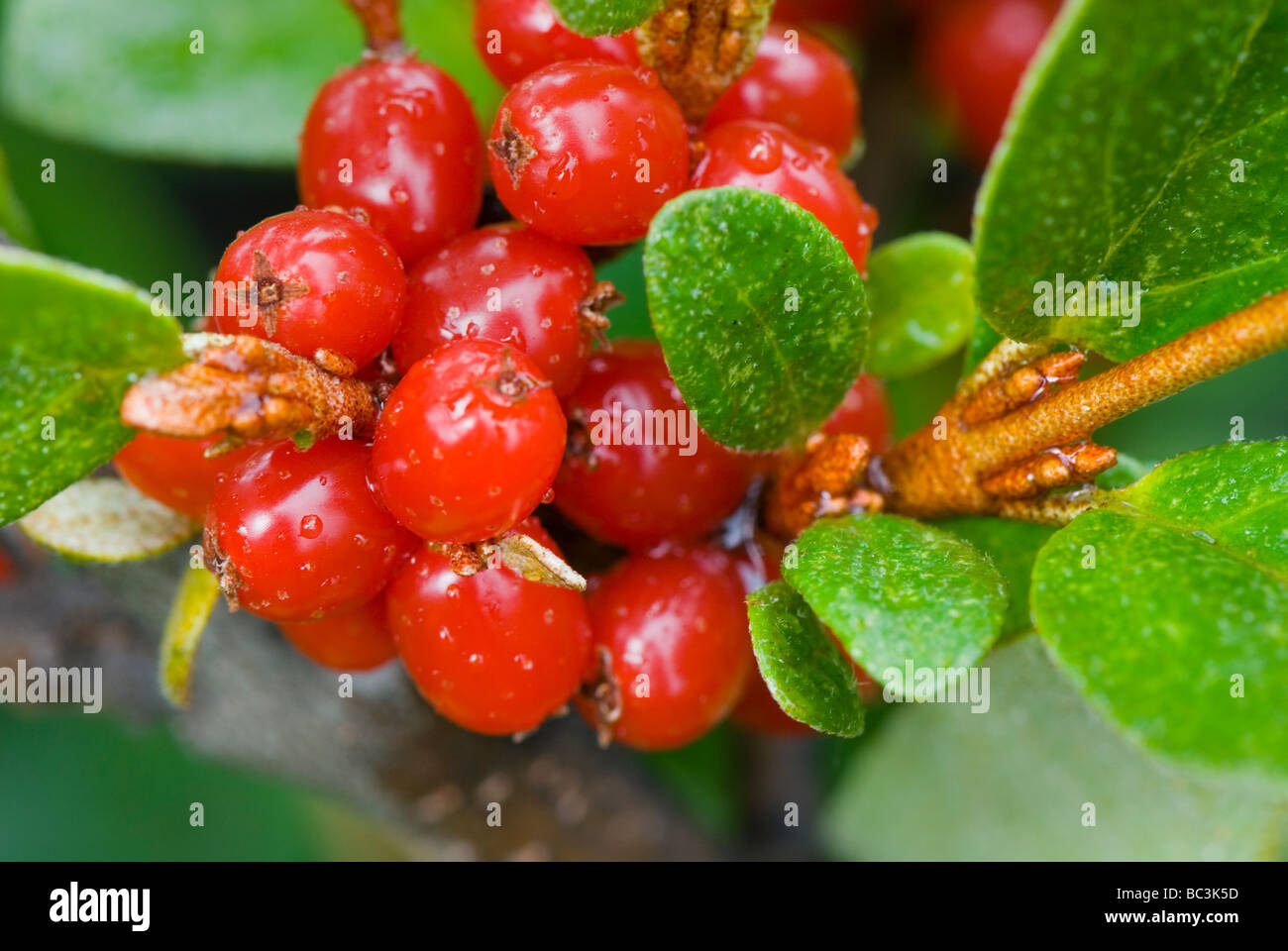 Canada Buffaloberry or Soapberry Shepherdia canadensis a favorite food for bears
