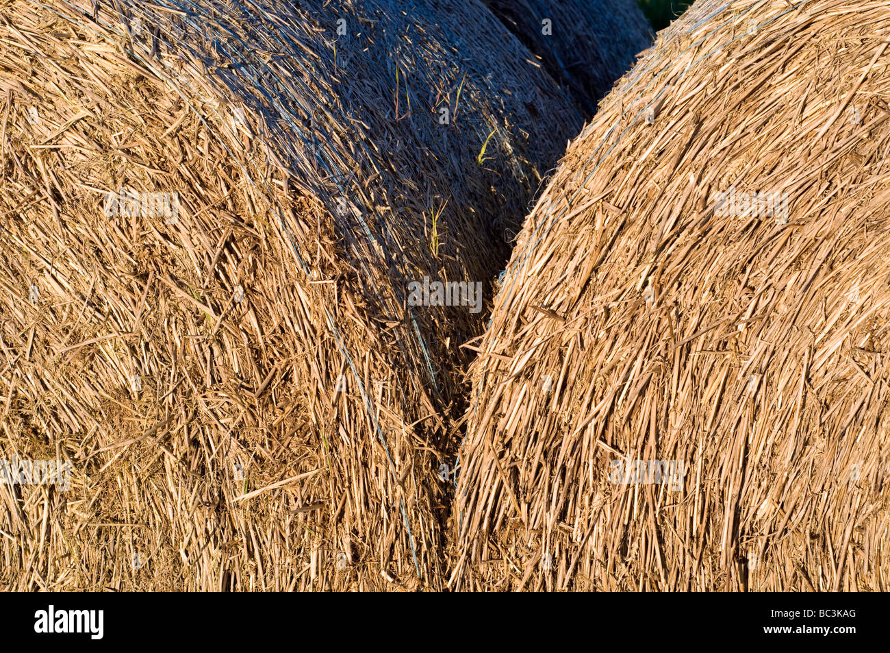 Round Hay Bales on the Tennyson trail, Newport, Isle of Wight, England