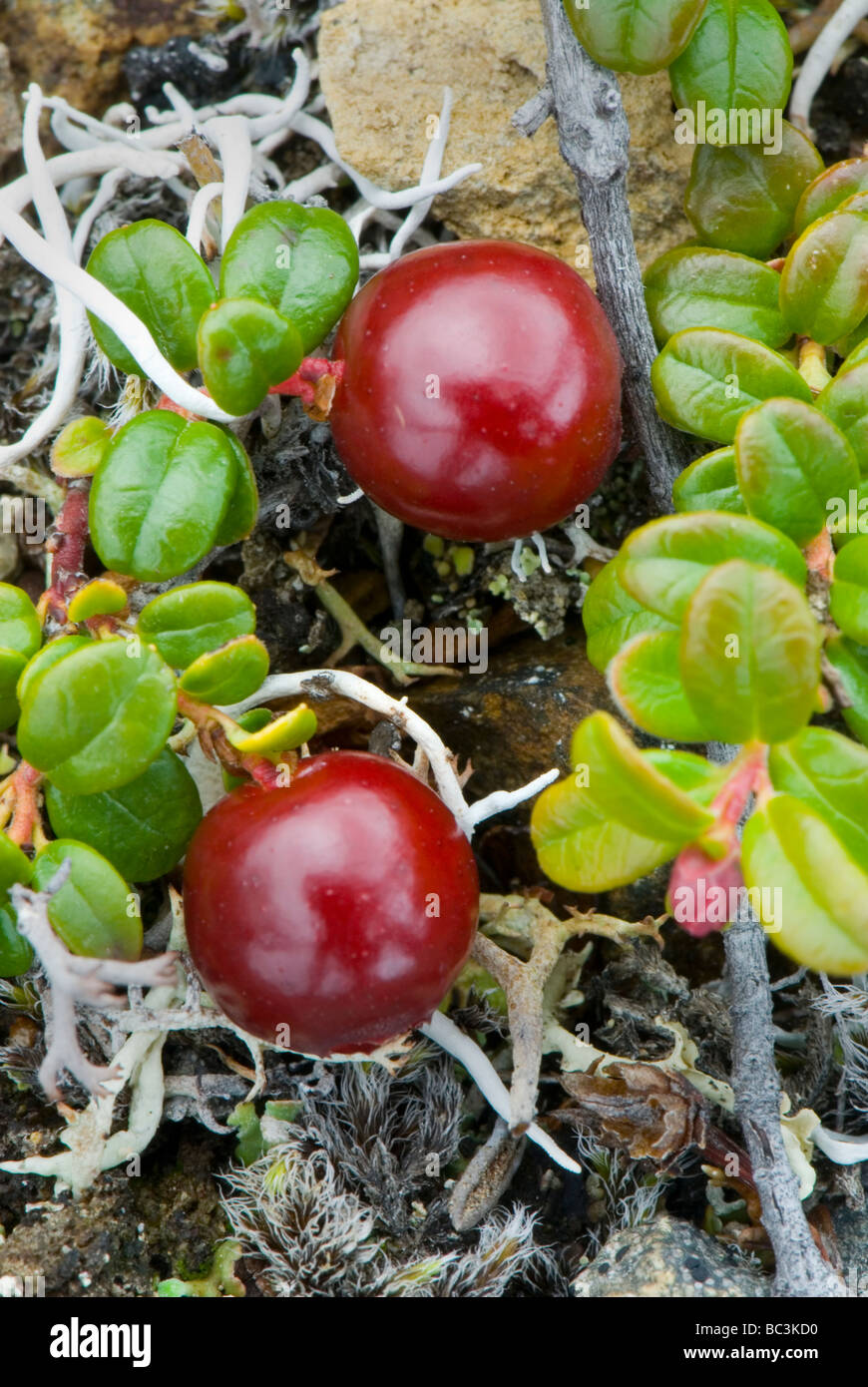 Common Bearberry or Kinnikinnick Arctostaphylos uva ursi Stock Photo