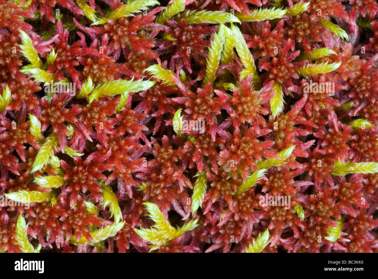 Sphagnum Moss in sub arctic tundra Stock Photo