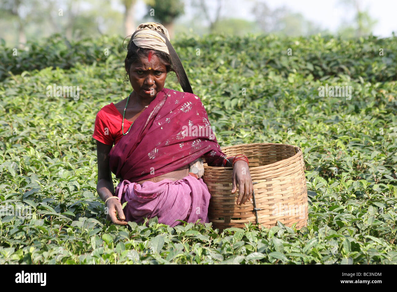 Assam Woman Picking Tea Leaves In Plantation Stock Photo