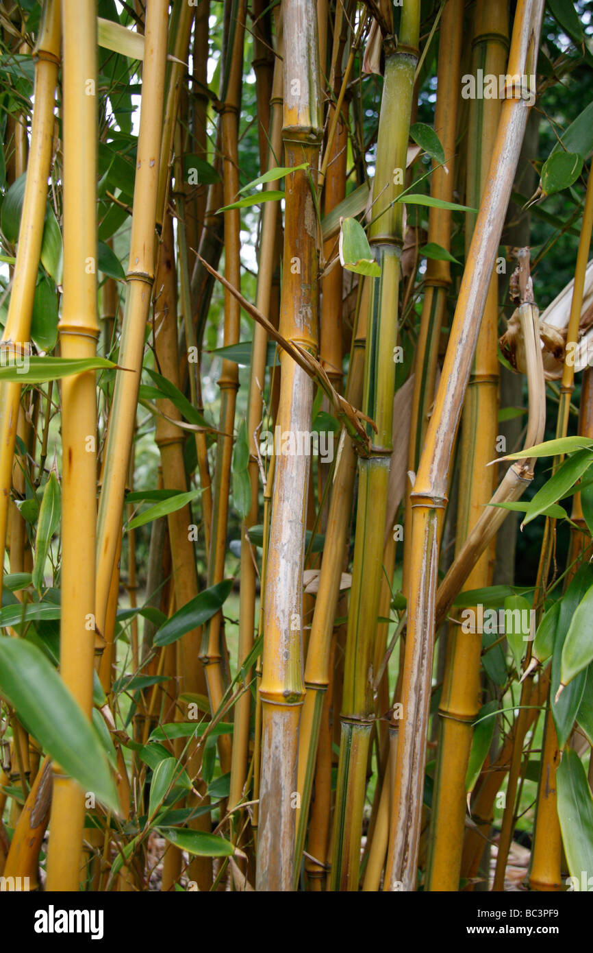 A close up of a genus of bamboo called Phyllostachys in the Royal Botanic Gardens, Kew, England. Stock Photo