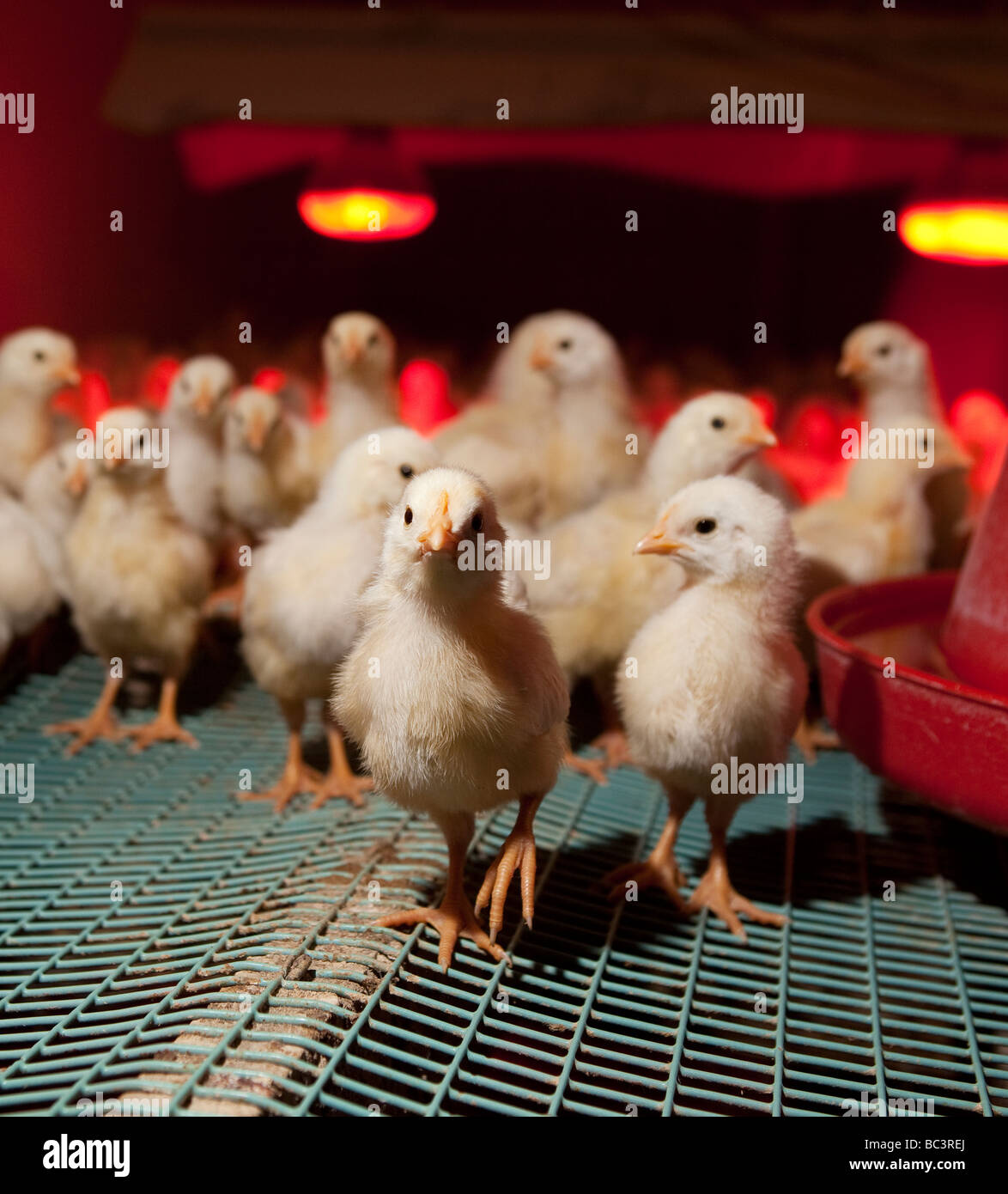 Young chicks under heat lamp, Eastern Iceland Stock Photo