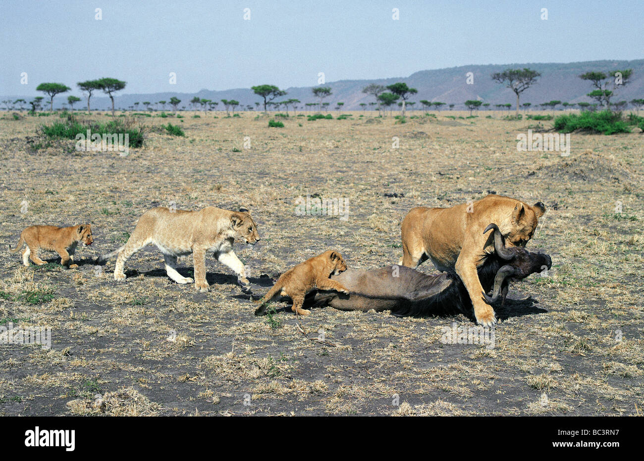 Lioness dragging freshly killed wildebeest with cubs following Masai Mara National Reserve Kenya East Africa Stock Photo