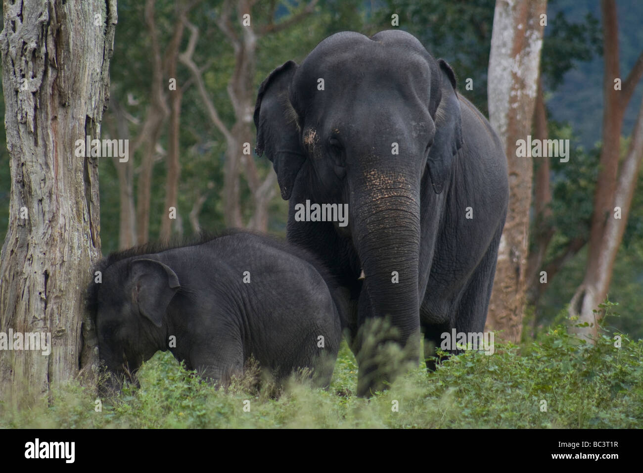 INDIAN ELEPHANT WITH ITS CALF AT MUDUMALAI NATIONAL PARK Stock Photo