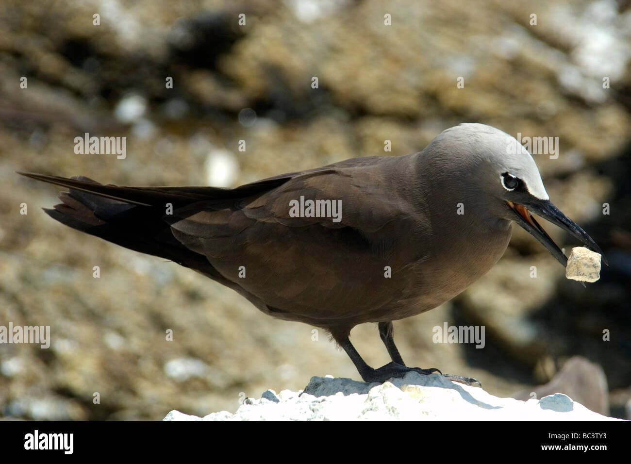 Picking up stone hi-res stock photography and images - Alamy