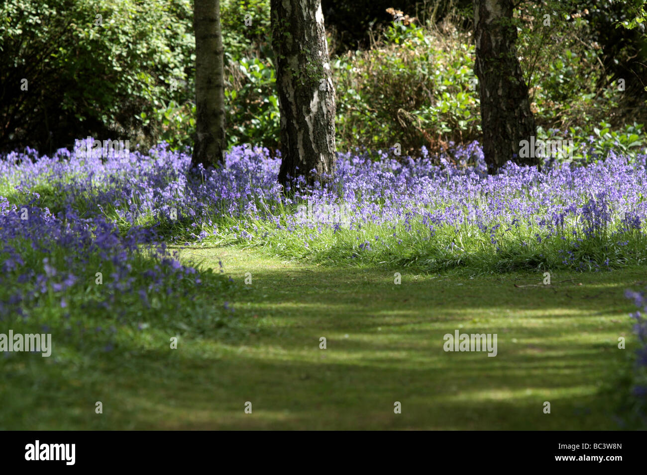 Blue bells woods, surrey Stock Photo