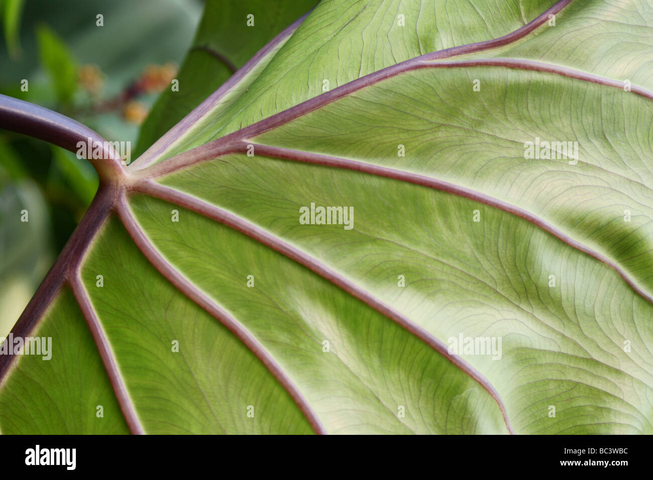 Close-up of giant leaf with stem plump veins. Stock Photo