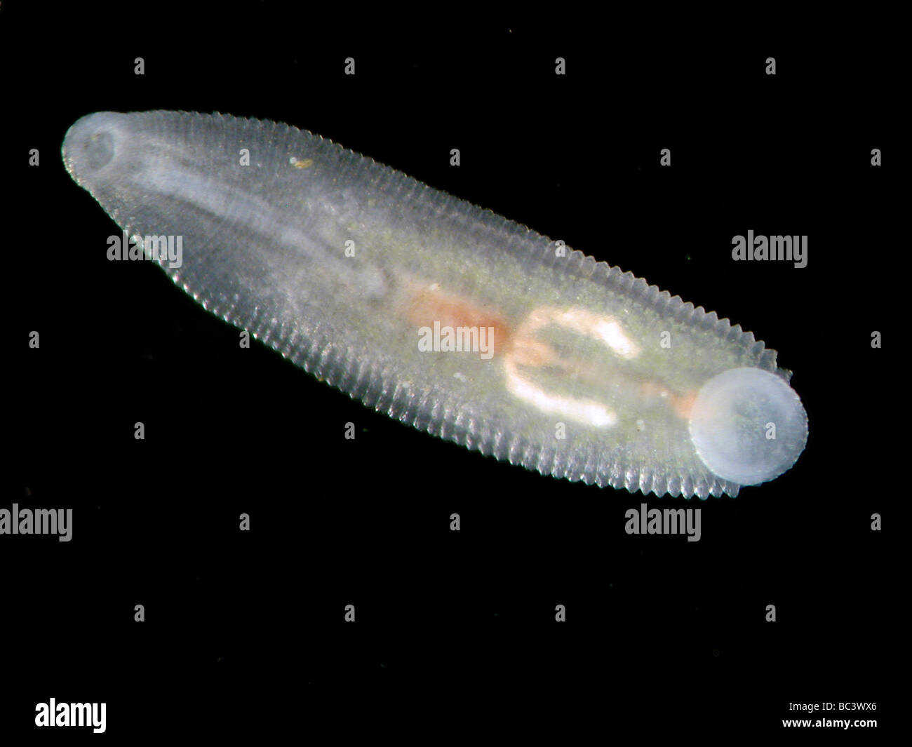 Glossiphoniid leech, Helobdella stagnalis Stock Photo