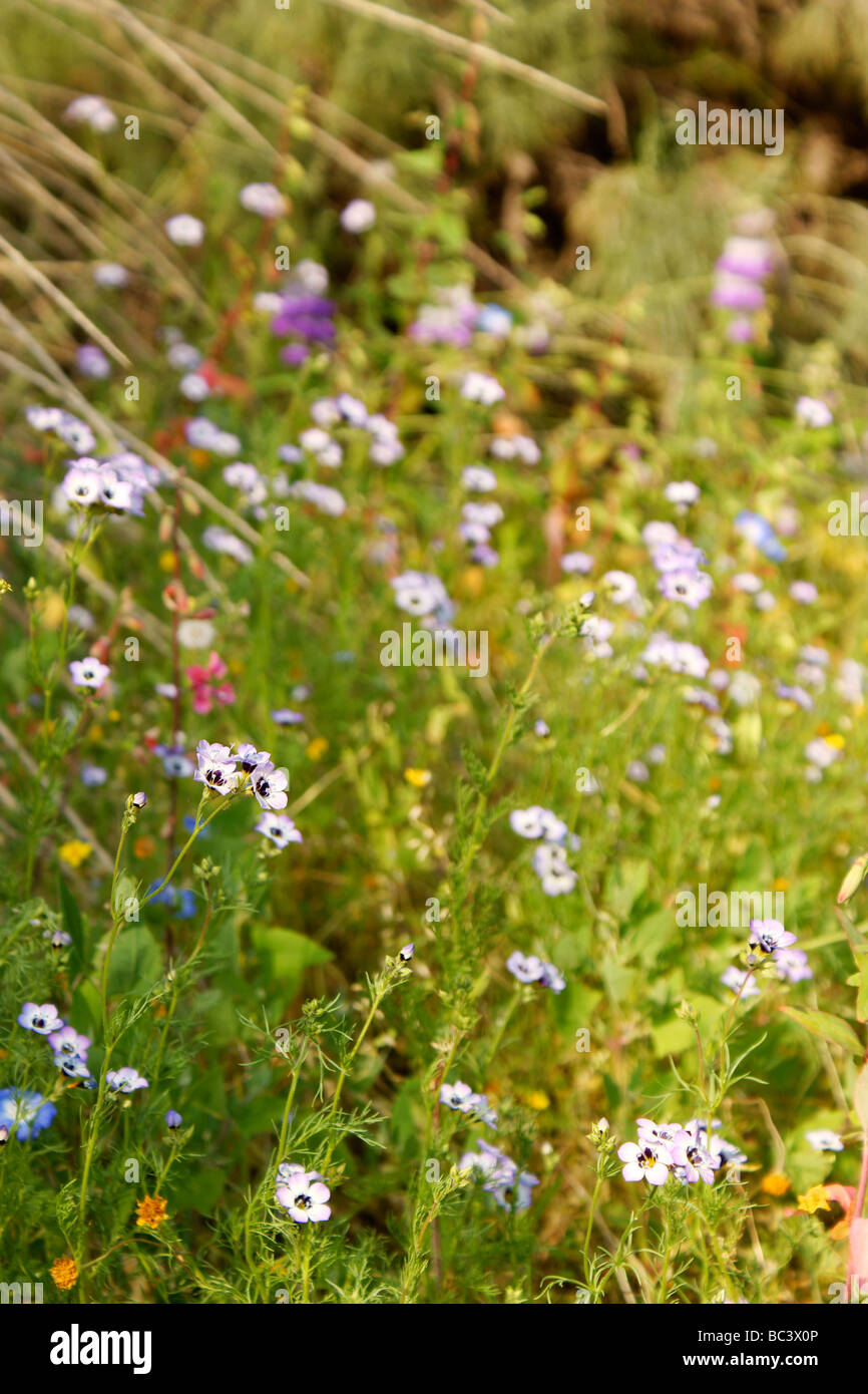 Beautiful summer flowers in green meadow Stock Photo - Alamy